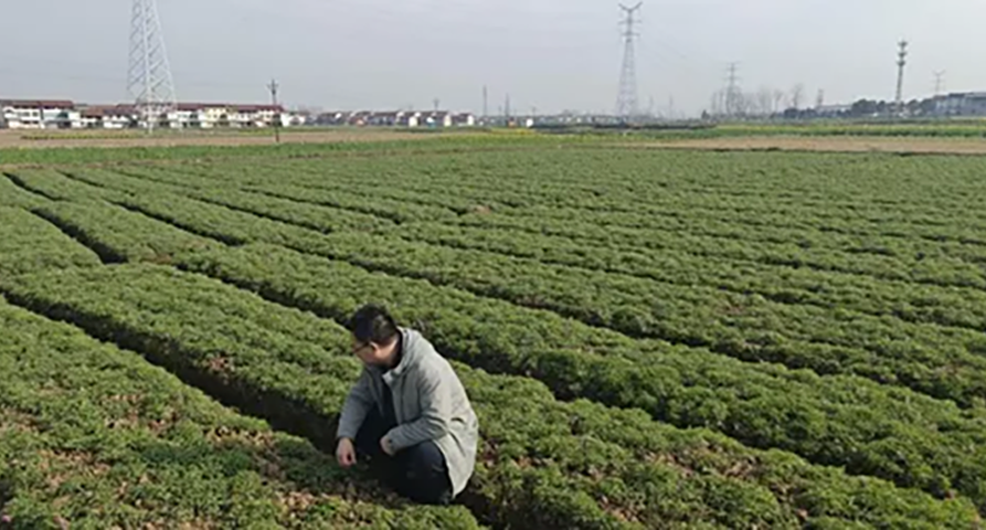 未雨绸缪探实情 精准施策控成本——6686体育首页深入延胡索产区开展专项调研